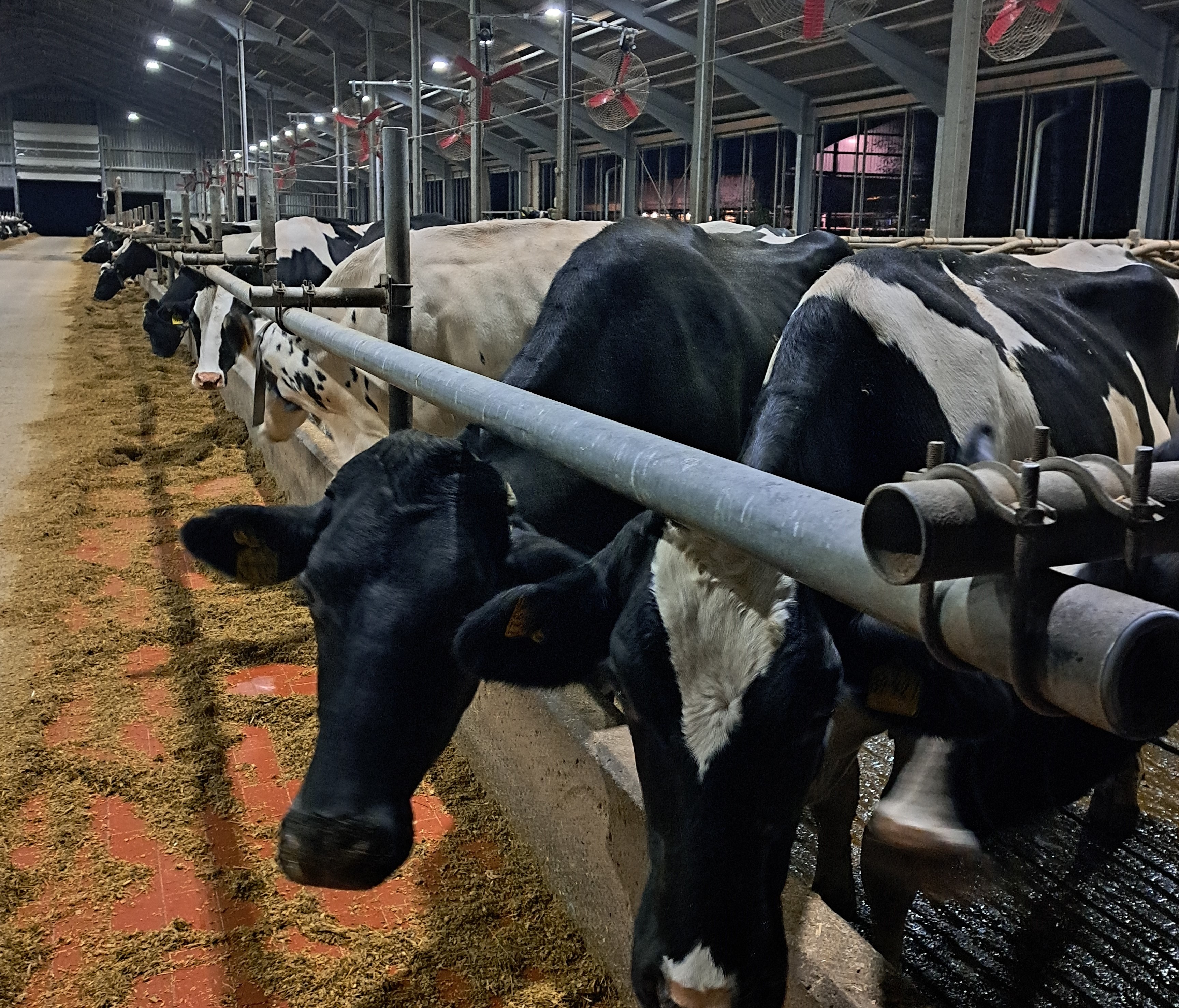 FDP-Ammerland-Wiefelstede-Biogas-Christian-Dürr-Michael-Koch-Strues-LAndwirtschaft